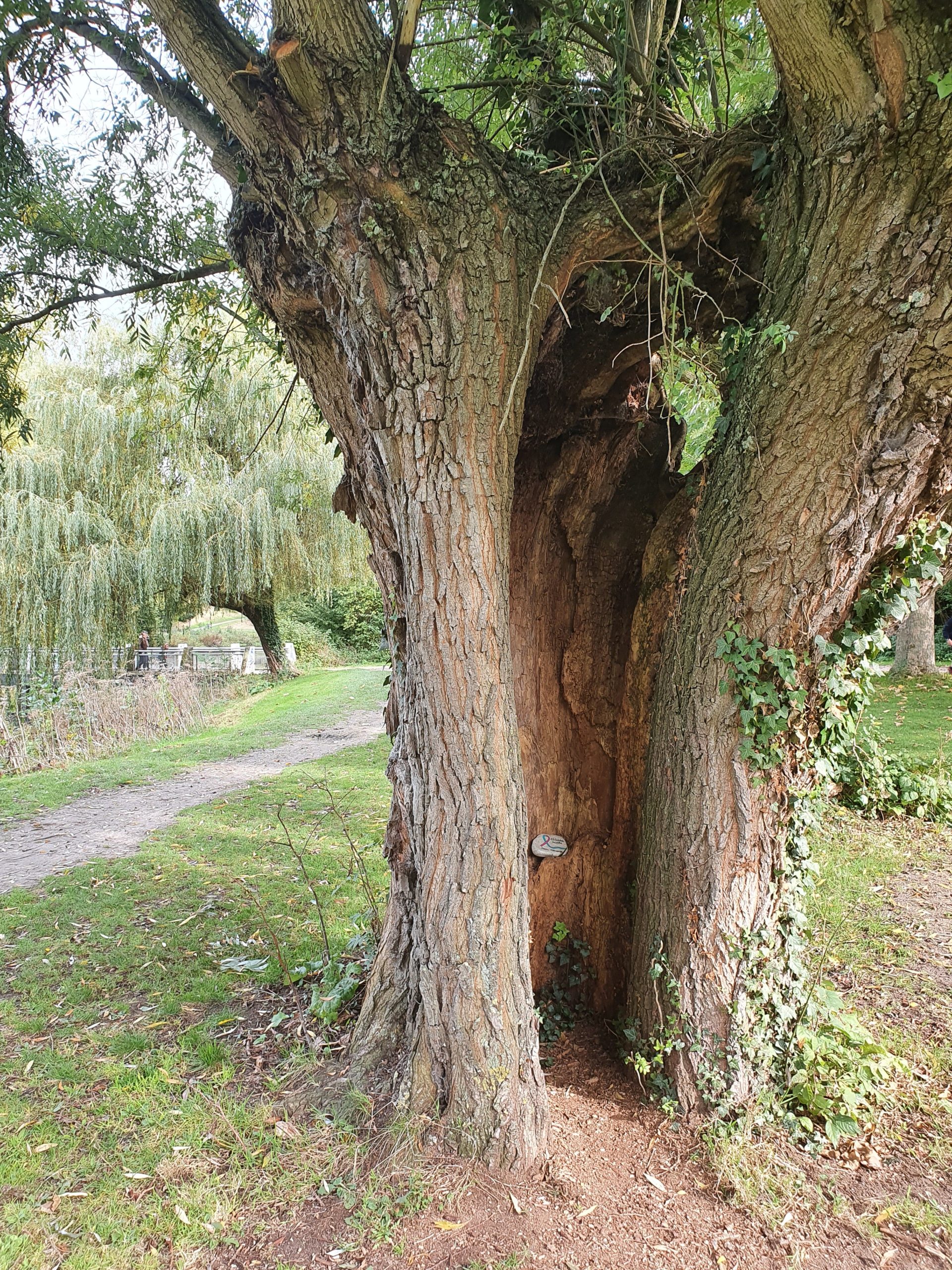 Le galet est caché dans le tronc fendu du vieil arbre.