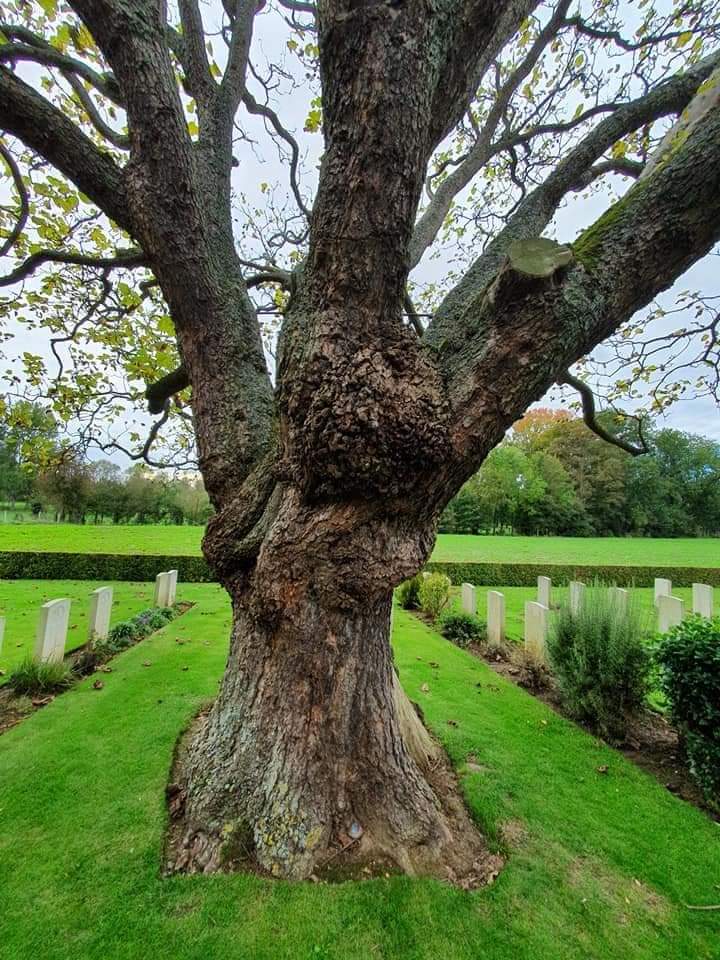 Un tronc d'arbre