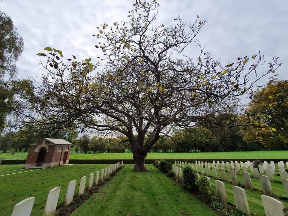 Un arbre, seul parmi les tombes
