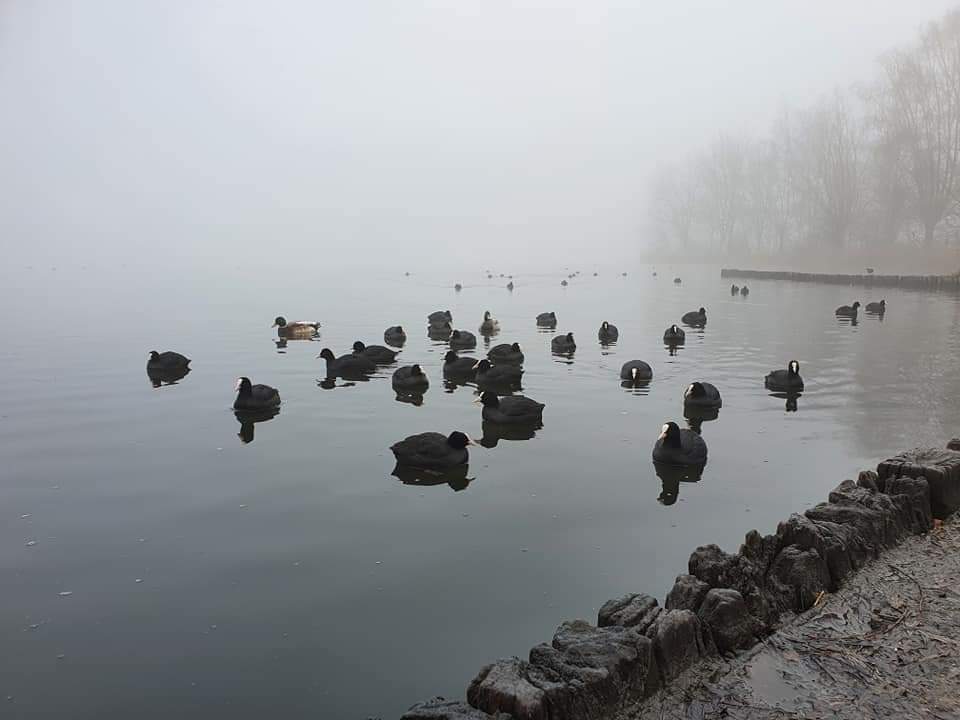 Les canards dans la brume