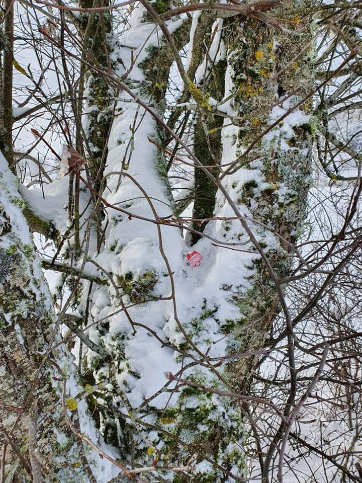 Le galet père Noel est déposé dans le creux d'un arbre enneigé