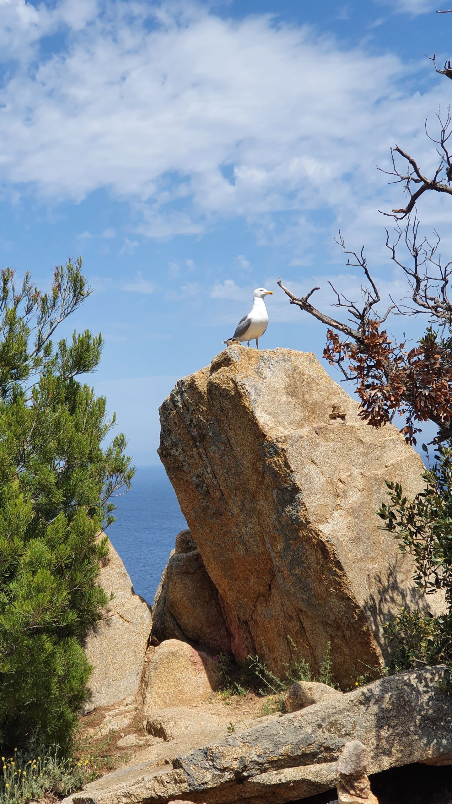 Un oiseau marin du cap Camarat à Ramatuelle