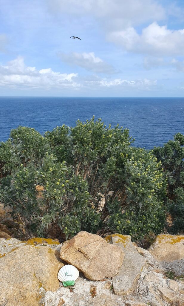 La coquille Saint-Jacques "Paradis" est déposé face à la Méditerranée.