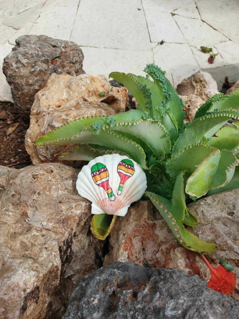 Coquillage maracas posé au pied d'un aloès